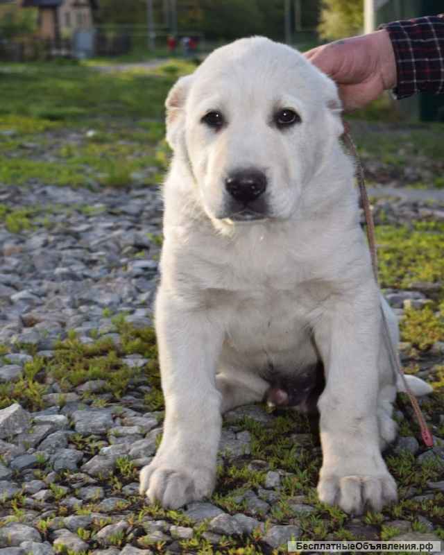 Щенки Алабая (САО) из племенного питомника