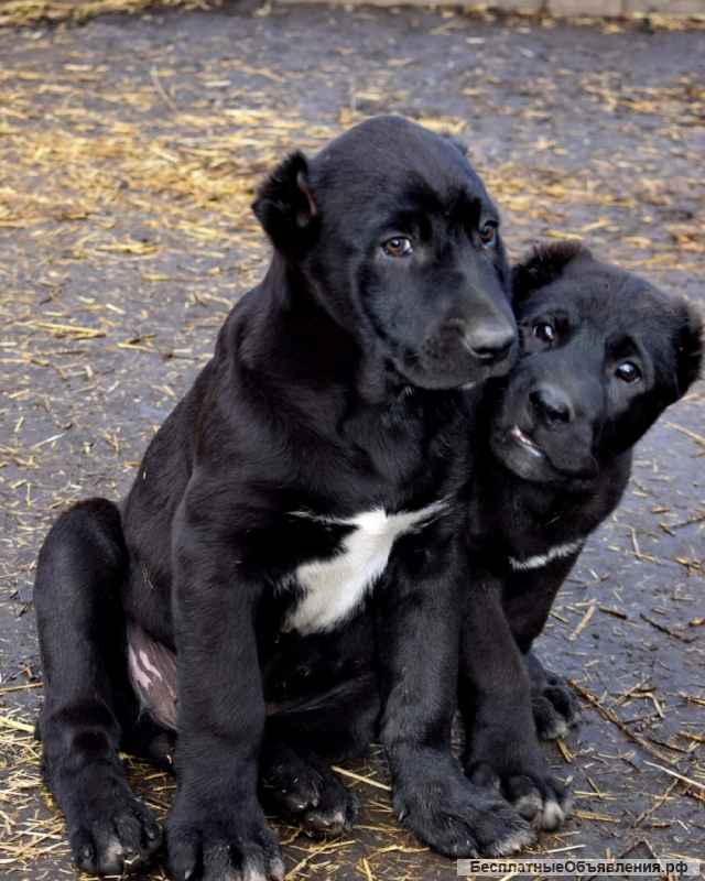 Щенки Алабая (САО) из племенного питомника