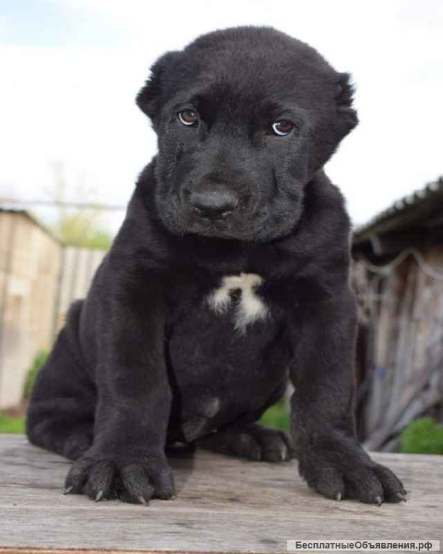 Щенки Алабая (САО) из племенного питомника