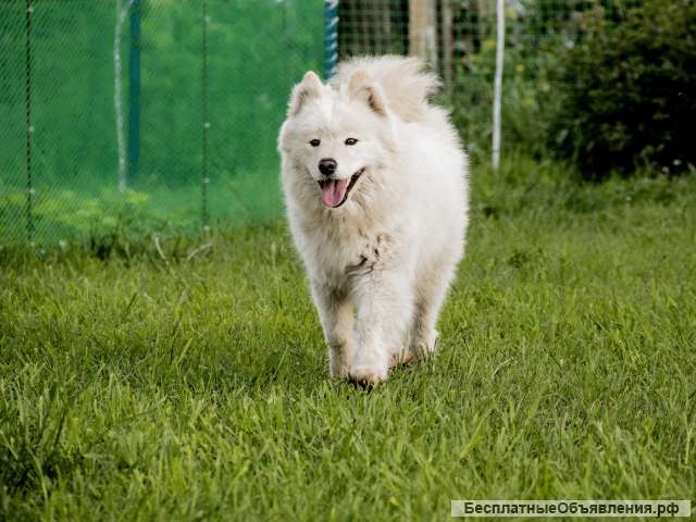 Щенки самоедской собаки
