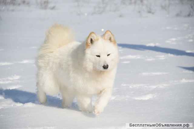 Щенки самоедской собаки