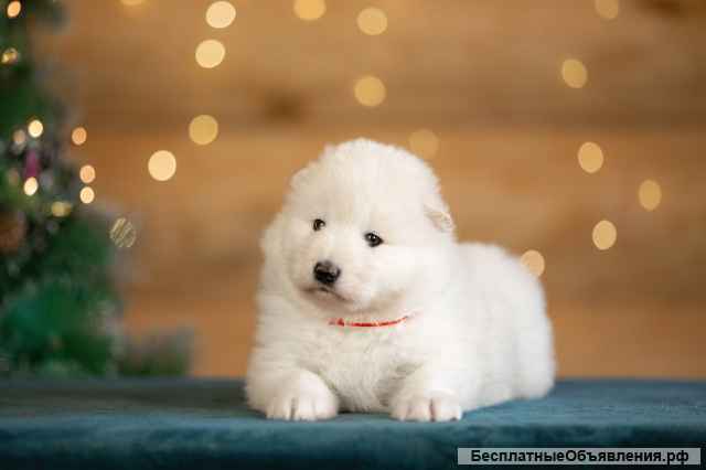 Щенки самоедской собаки