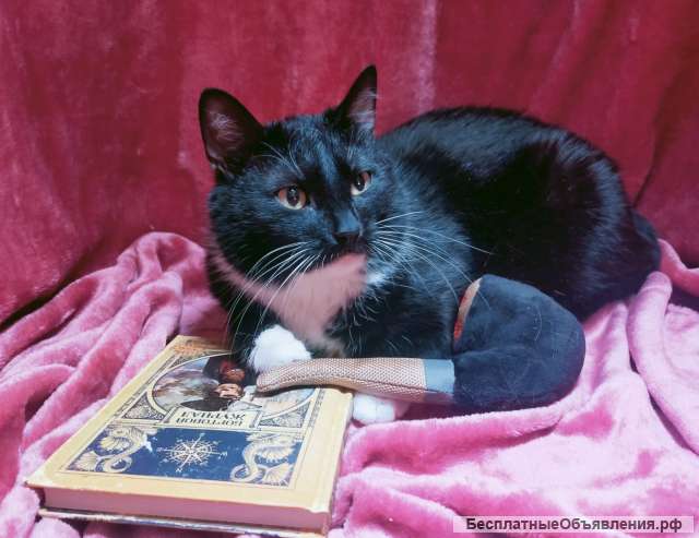 Чудесный котик Макс в добрые руки