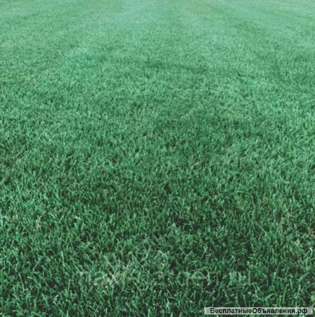 Газон под ключ