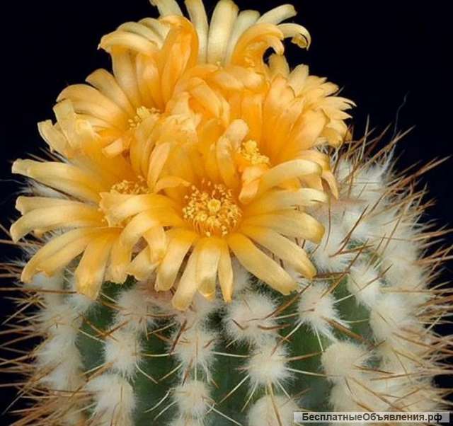 Кактусы (необычные красивые сорта)