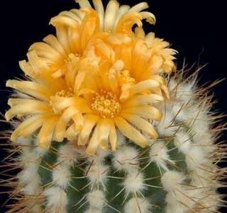 Кактусы (необычные красивые сорта)