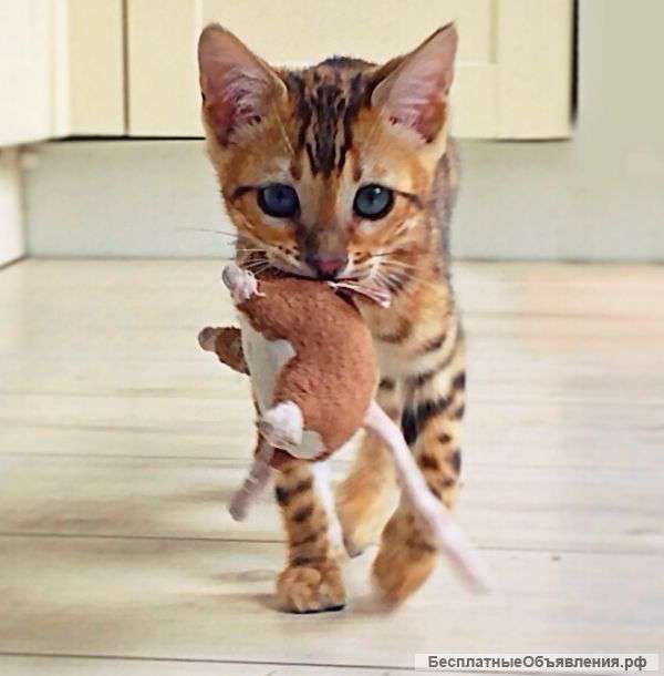 Бенгальские котята. Бенгалы.