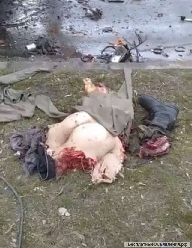 Отдам собаку