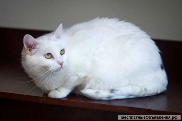 Красавица Буся ждёт своего человека