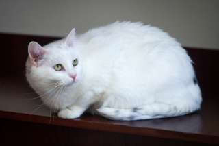 Красавица Буся ждёт своего человека