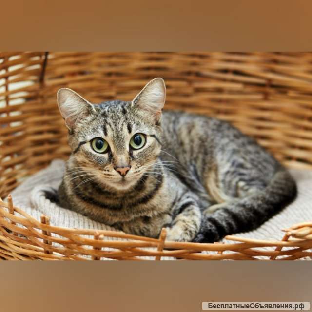 Славушка ищет дом