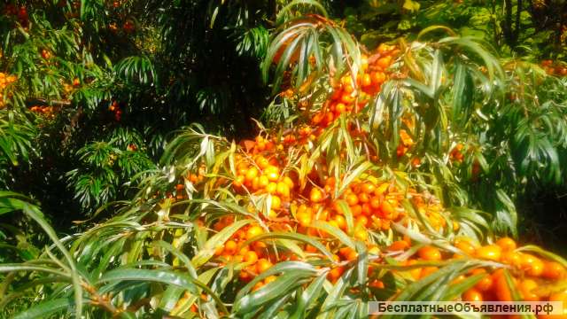 Облепиха ягоды оптом мороженая. Облепиха свежая