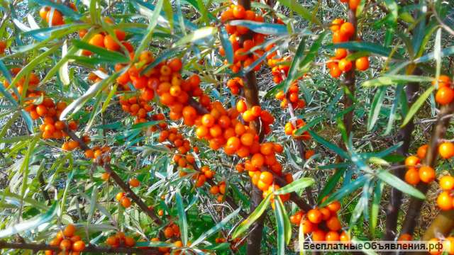Облепиха ягоды оптом мороженая. Облепиха свежая