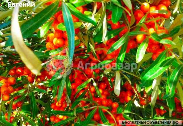 Облепиха ягоды оптом мороженая. Облепиха свежая