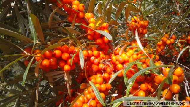 Облепиха ягоды оптом мороженая. Облепиха свежая