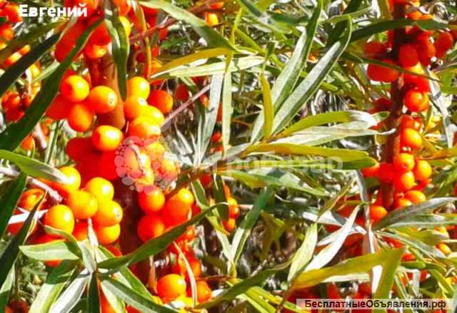 Облепиха ягоды оптом мороженая. Облепиха свежая