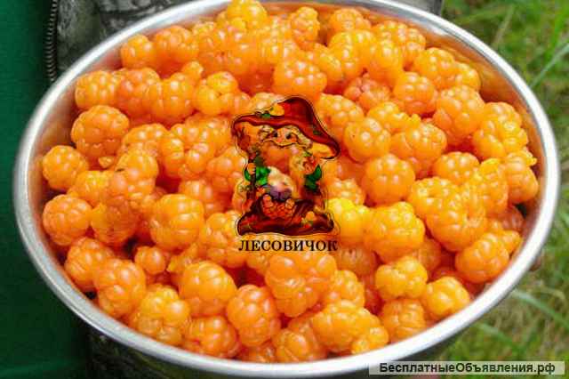 Морошка ягоды купить. Морошка 2022 года