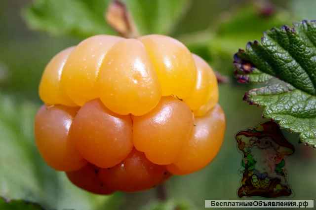 Морошка ягоды купить. Морошка 2022 года