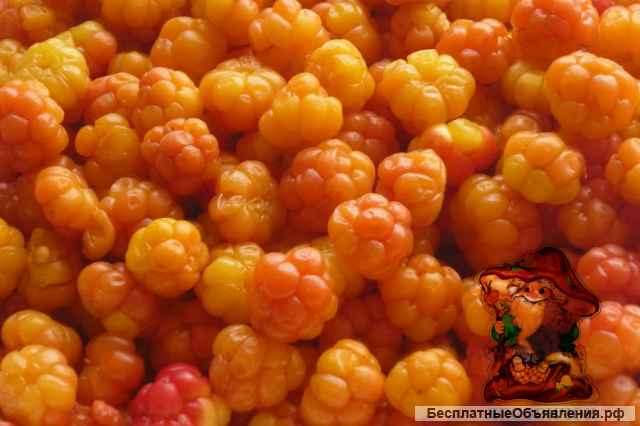 Морошка ягоды купить. Морошка 2022 года