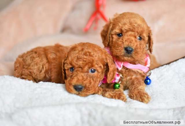 Щенки пуделя