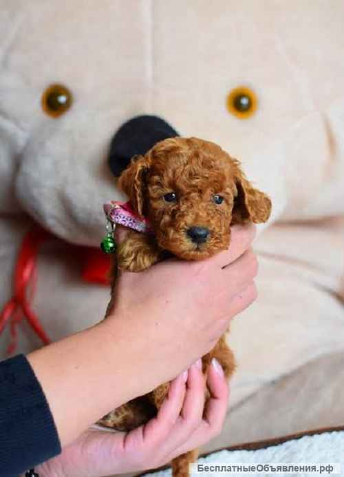 Щенки пуделя