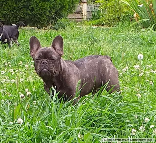 Мальчики французского бульдога