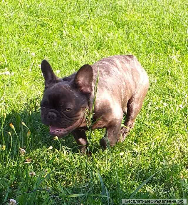Мальчики французского бульдога