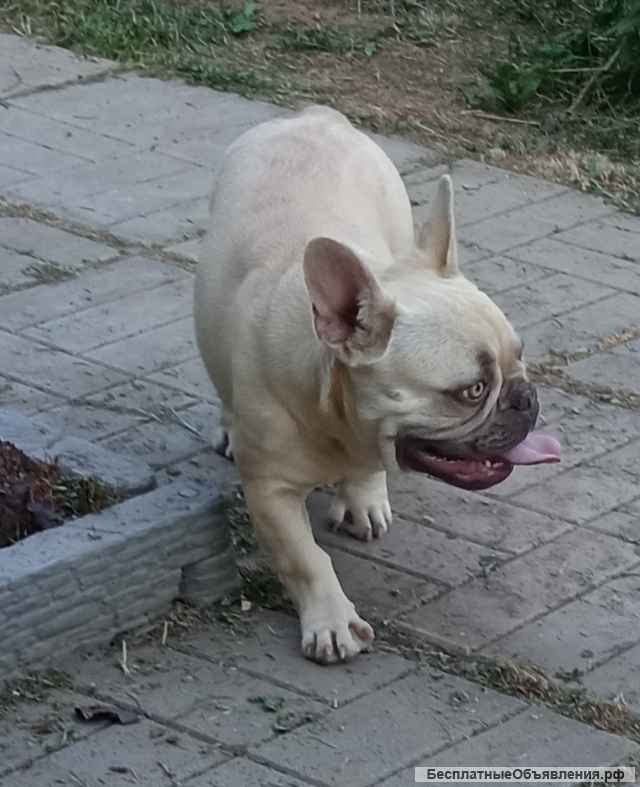 Мальчики французского бульдога