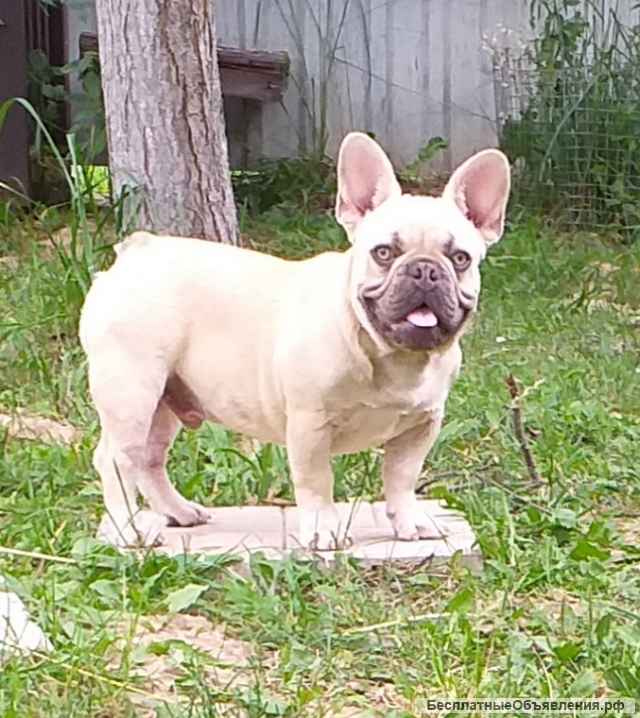 Мальчики французского бульдога