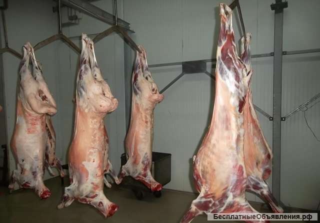 Мясо Говядина Курица Свинина