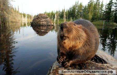 Барсучий жир