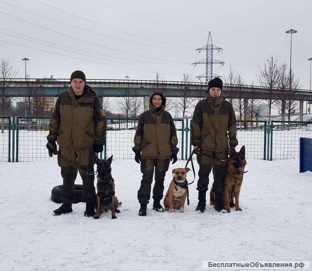 Дрессировка собак на площадке