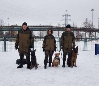 Дрессировка собак на площадке