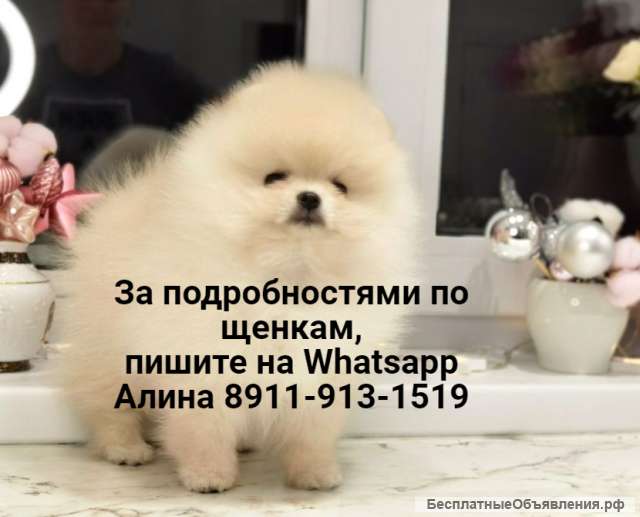 Померанский шпиц белый чистокровный мини