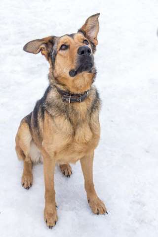 Чудесный молодой пёс Сэм в поисках дома