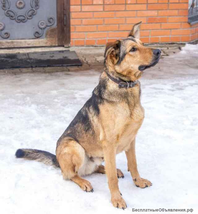 Чудесный молодой пёс Сэм в поисках дома