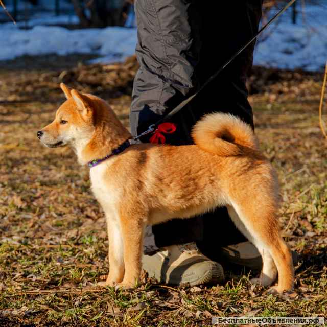 Щенки Сиба-Ину (Шиба-Ину)
