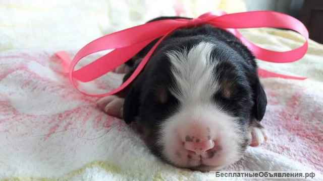 Щенки бернских зенненхундов от заводчика