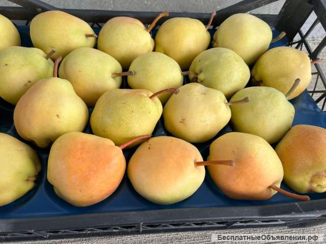 Груша Девичи