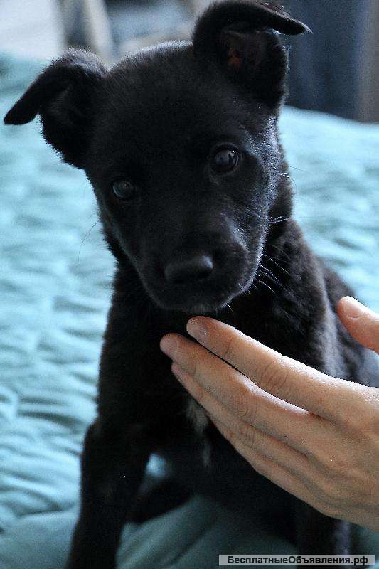 Кнопочка в поисках дома