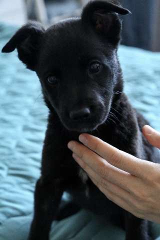 Кнопочка в поисках дома