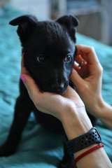 Кнопочка в поисках дома