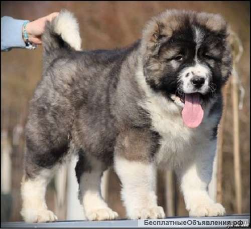 Кавказская овчарка