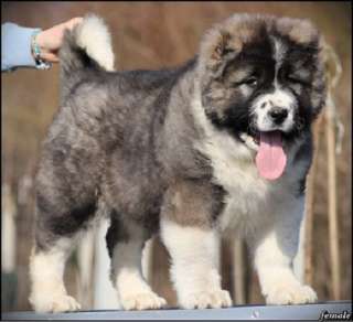 Кавказская овчарка