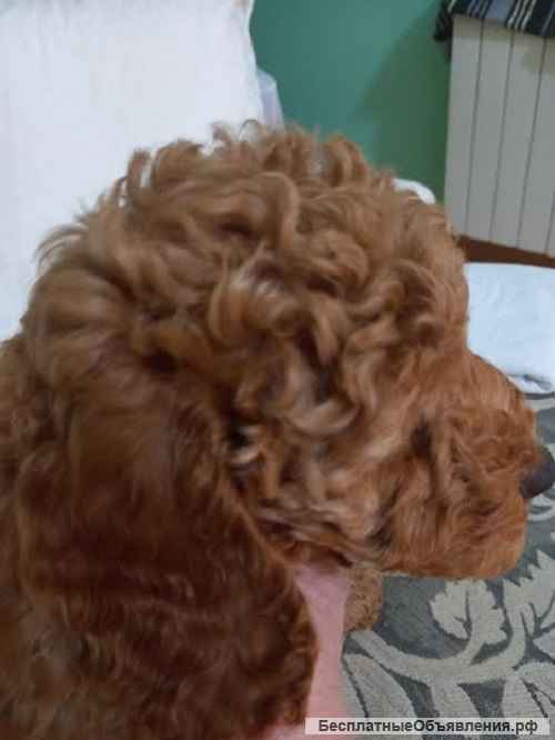 Щенки красного пуделя