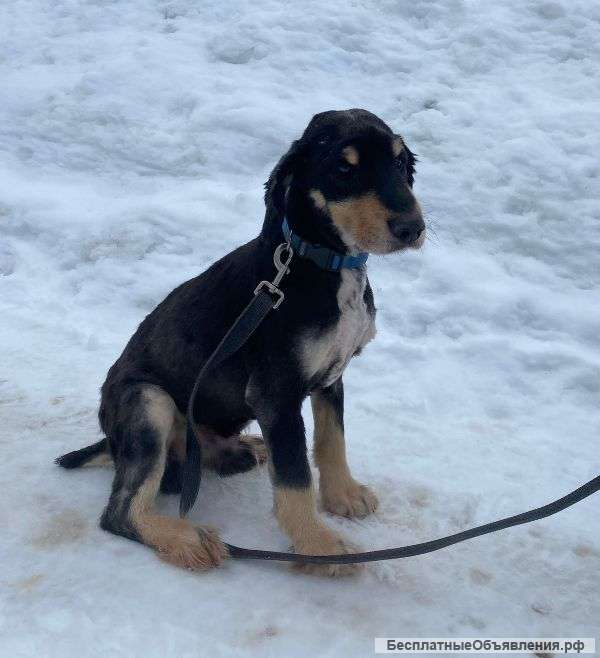 Спокойный и милый спаниель Лари ищет новый дом
