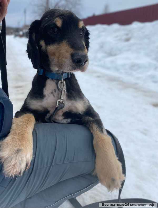 Спокойный и милый спаниель Лари ищет новый дом