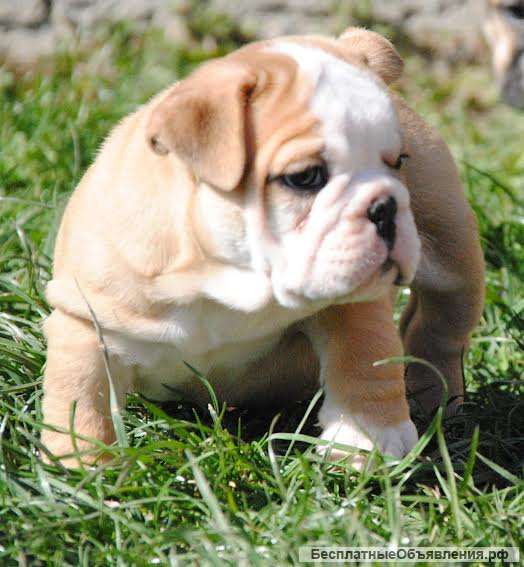 Щенки английского бульдога