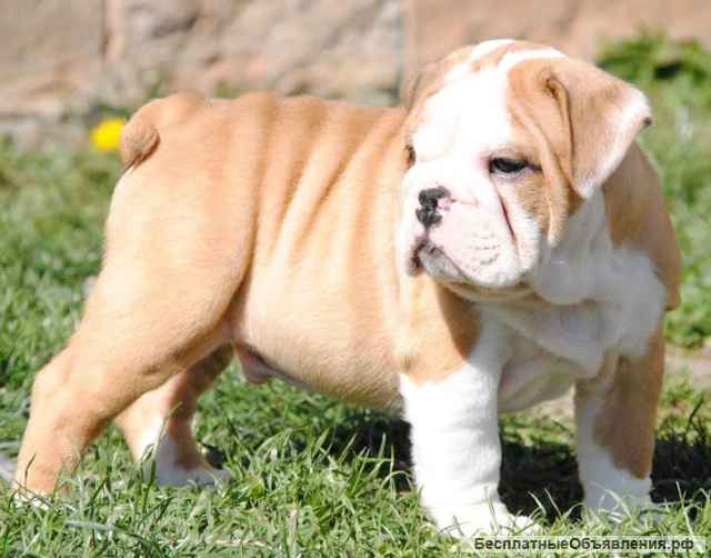 Щенки английского бульдога