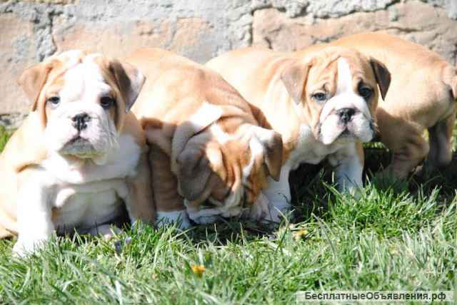 Щенки английского бульдога